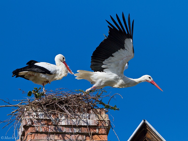 Cigogne 5332_wm.jpg - Cigogne blanche, Ciconia ciconia, White Stork (Alsace, France, avril 2011)